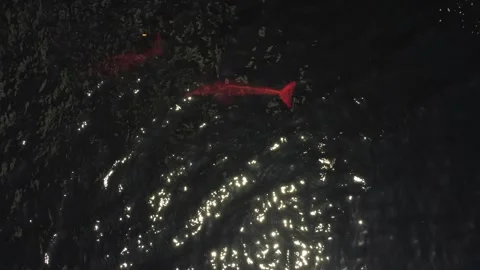 Amazon River Dolphin (Inia geoffrensis) Swimming in the Negro River, Brazilian A Stock Footage 342570807