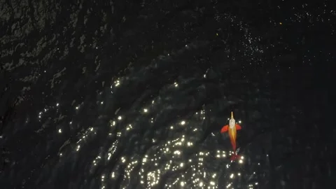 Amazon River Dolphin (Inia geoffrensis) Swimming in the Negro River, Brazilian A Stock Footage 342570873