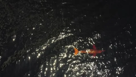 Amazon River Dolphin (Inia geoffrensis) Swimming in the Negro River, Brazilian A Stock Footage 342572074