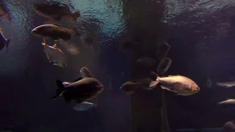 Amazon River Fish Near the Surface in a Rainforest Video stock 102220619