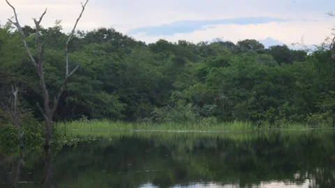 The Amazon river Stock Footage 279192063