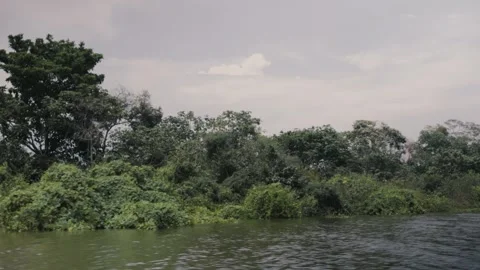Amazon River Footage 動画素材 309408193