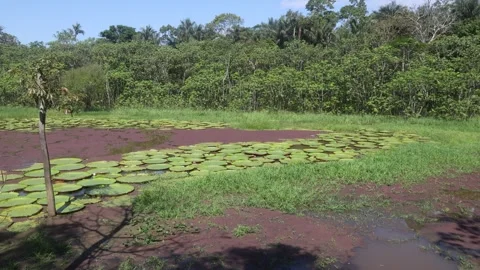 The Amazon river - giant water lilies Stock Footage 279194628