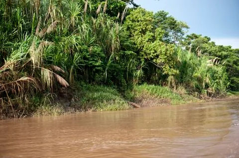 Amazon River Outdoors 库存照片