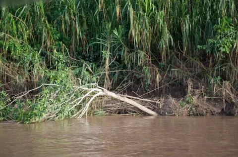 Amazon River Stock Photos