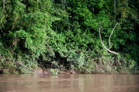 Amazon River Stock Photos