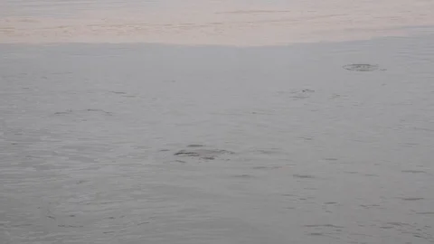 Amazon river pink dolphins, Peru Stock Footage 107993250