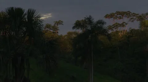 Amazon River, Rainforest Stock Footage 12761562