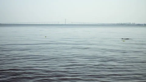 Amazon River with Rio Negro Bridge and boto (dolphin) Vídeo Stock 164044789