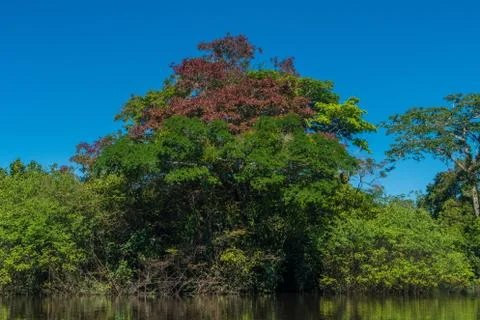 Amazon River Tributary Stock Photos