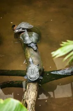 Amazon River Turtles Resting on a Tree Trunk in Ecuador Stock Photos