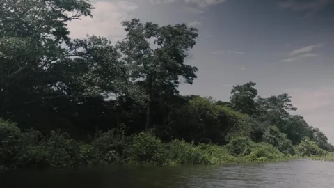 Amazon River View 動画素材 309408457