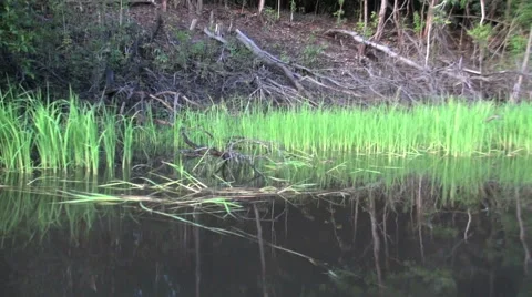 Amazon slash and burn plot  Stock Footage 41071412
