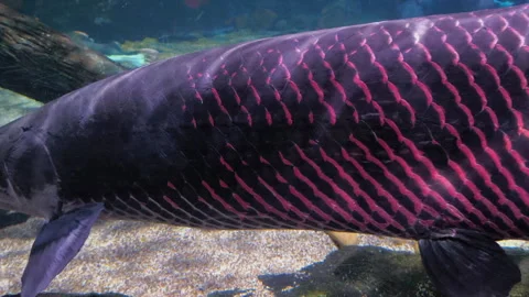 Amazon snakehead fish Video stock 280920301