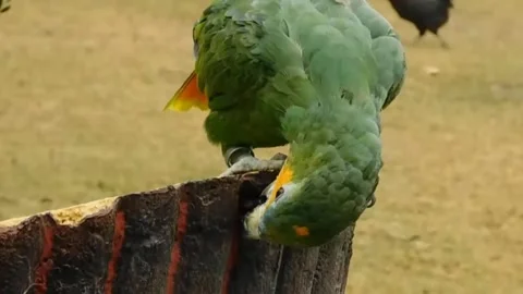 Amazon Talking Parrot Stock Footage 166073975