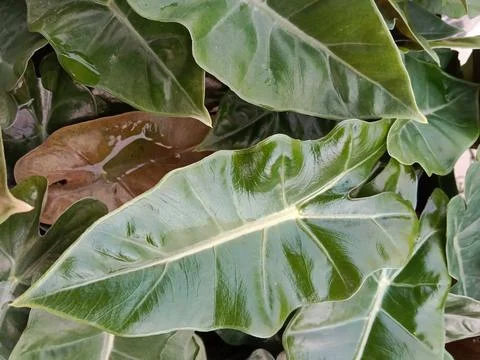 Amazon taro plants Stock Photos