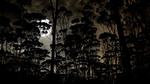 Amazon: Time Lapse by Night with Full Moon, Clouds and Dark Silhouette of Trees Stock Footage 121457232