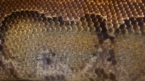 Amazon Tree Boa Stock Footage 97980449