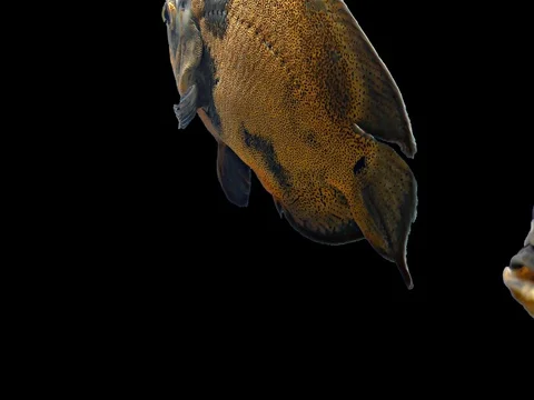 Amazon Tropical Fish - Tiger Oscar, Black Background Stock Footage 76217194