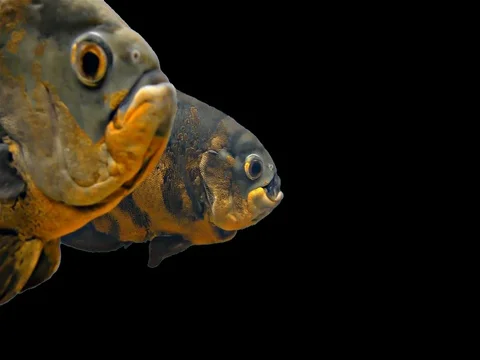 Amazon Tropical Fish - Tiger Oscar, Black Background Stock Footage 76217406