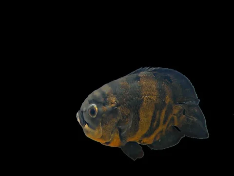 Amazon Tropical Fish - Tiger Oscar, Black Background Stock Footage 76217486