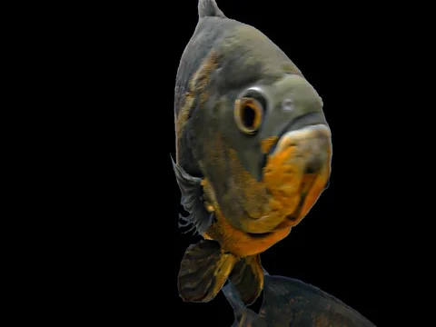 Amazon Tropical Fish - Tiger Oscar, Black Background Stock Footage 76217515