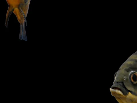 Amazon Tropical Fish - Tiger Oscar, Black Background Stock Footage 76217578