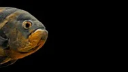 Amazon Tropical Fish - Tiger Oscar, Black Background Stock Footage