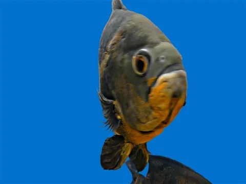 Amazon Tropical Fish - Tiger Oscar, Blue Background Stock Footage 76555467