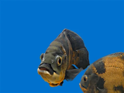 Amazon Tropical Fish - Tiger Oscar, Blue Background Stock Footage 76555530