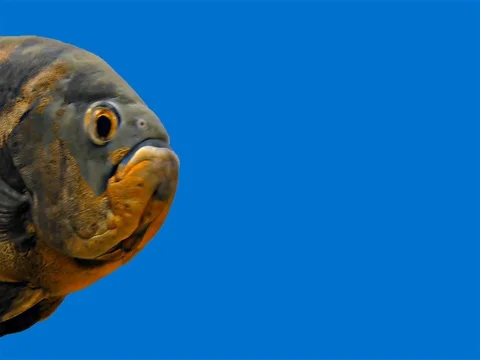 Amazon Tropical Fish - Tiger Oscar, Blue Background Stock Footage 76555566