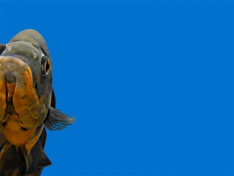 Amazon Tropical Fish - Tiger Oscar, Blue Background Stockbeeldmateriaal 76555603
