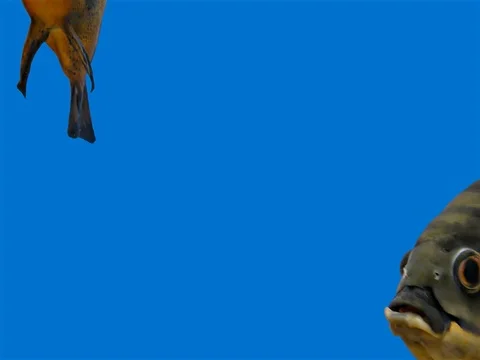 Amazon Tropical Fish - Tiger Oscar, Blue Background Stock Footage 76555609