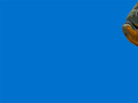 Amazon Tropical Fish - Tiger Oscar, Blue Background Stock Footage 76555691