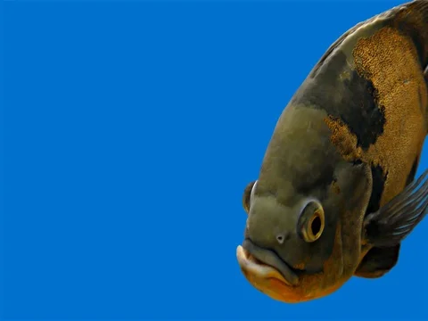 Amazon Tropical Fish - Tiger Oscar, Blue Background Stock Footage 76555859