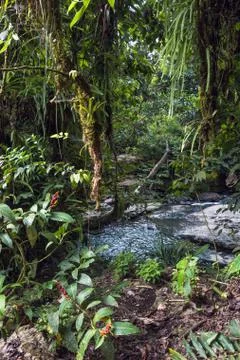 Amazon tropical rainforest in Stock Photos