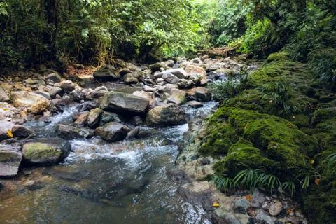 Amazon tropical rainforest in Stock Photos