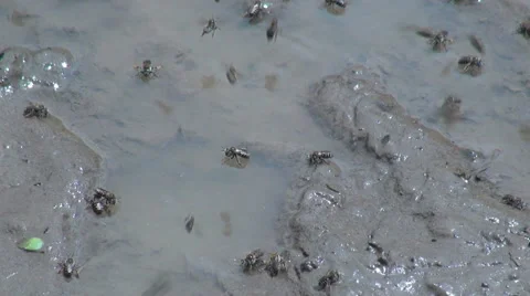 Amazon village flies in mud  Stock Footage 40979580