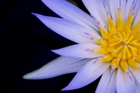 Amazon Waterlily Stock Photos