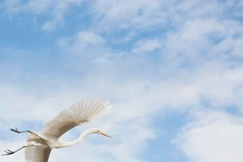 Amazon White Heron Stock Photos
