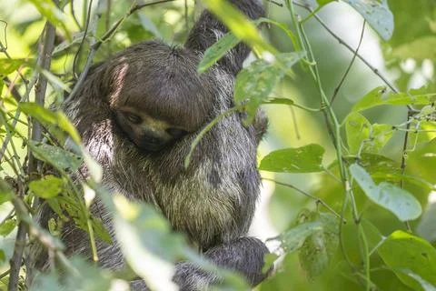 Amazon wild Sloth hanging on a tree Stock Photos
