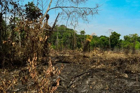 Amazon Wildfire And Deforestation In Apui Stock Photos
