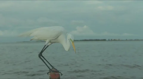 Amazon wildlife shows crane bird up close interacting with fish Stock Footage 30600429