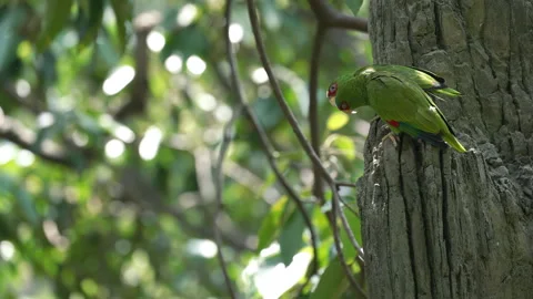 Amazona albifrons parrots perched vertically on a textured mossy tree trunk in Stock Footage 336296716