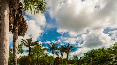 Amazonas state in Brazil Stock Footage 62967992