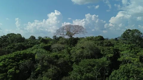 Amazone Massive tree Drone footage Stock Footage 253429058