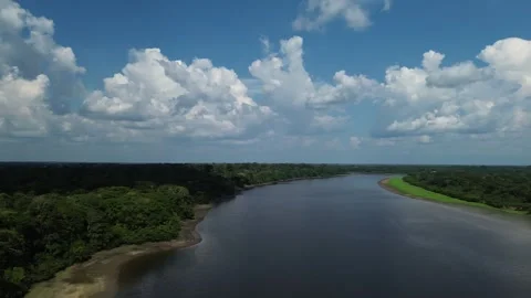 Amazone Massive tree Drone footage Stock Footage 253432215