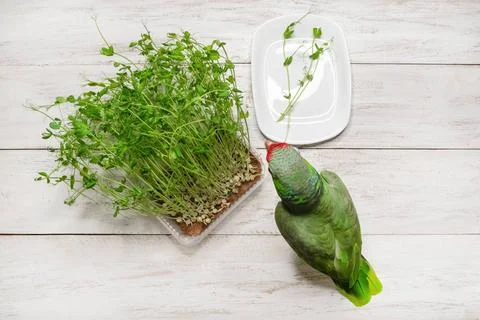 Amazonenpapagei an einem Tablett mit frischen Mikrosprossen Beautiful larg... Stock Photos