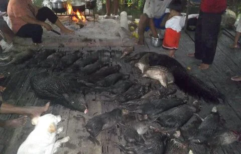 Amazonia forest dead animals Foto stock