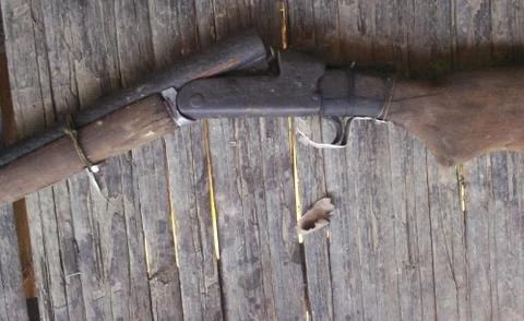Amazonia forest  gun Stock Photos